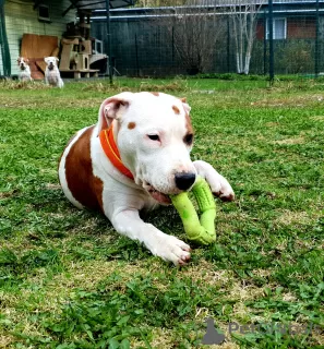 Additional photos: American Staffordshire Terrier