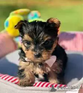 Photo №3. Gorgeous Purebred Yorkshire Terriers puppies for sale. United States