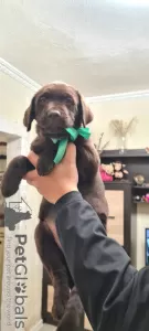 Additional photos: Club puppies of Chocolate Labrador