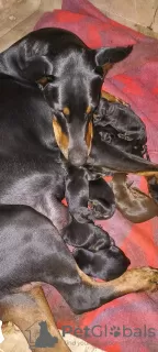 Photo №3. High quality doberman puppies. Russian Federation