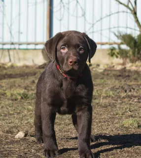 Photo №3. Adorable Labrador Puppies. Russian Federation