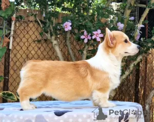 Photo №2 to announcement № 118255 for the sale of welsh corgi - buy in Serbia breeder