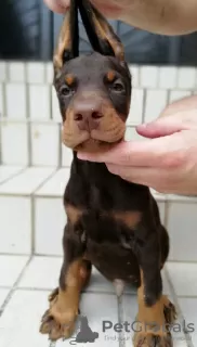 Additional photos: doberman puppies