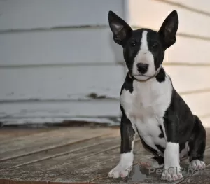 Photo №2 to announcement № 79477 for the sale of bull terrier - buy in Portugal private announcement