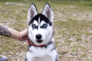 Additional photos: High-breed puppies of the Siberian Husky breed