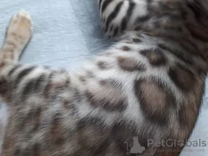 Additional photos: Bengal cat J1