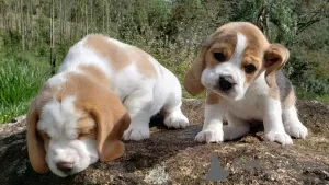 Photo №3. Adorable beagle puppies for sale.. Germany