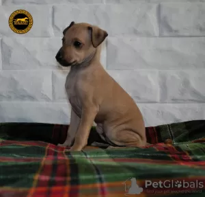 Photo №4. I will sell italian greyhound in the city of Solec Kujawski. breeder - price - 2113$