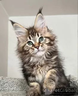 Photo №2 to announcement № 116216 for the sale of maine coon - buy in Switzerland private announcement