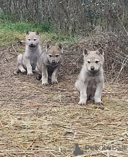 Photo №1. czechoslovakian wolfdog - for sale in the city of Shumen | 1374$ | Announcement № 42020