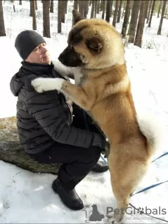 Additional photos: American Akita puppies for sale