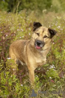 Photo №3. A special boy, Mukhtar, is looking for a home!. Russian Federation