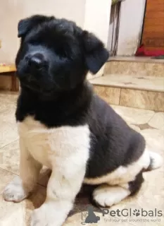 Additional photos: American Akita Puppies