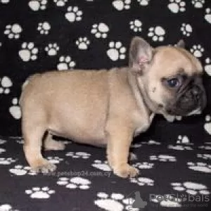 Photo №1. french bulldog - for sale in the city of Hartford | 600$ | Announcement № 109919