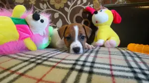 Additional photos: Jack Russell Terrier puppies for sale