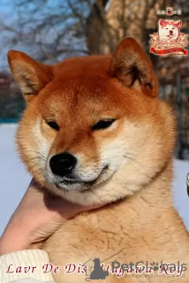 Additional photos: Shiba-inu female whith FCI documents