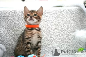 Photo №4. I will sell bengal cat in the city of Goes. private announcement, breeder - price - 370$