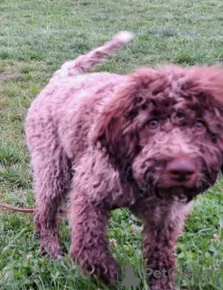 Additional photos: Lagotto Romagnolo puppies