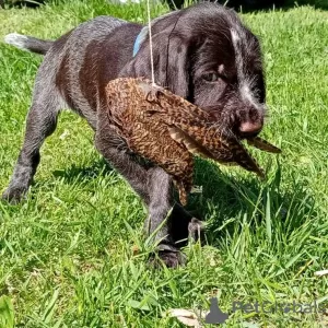 Photo №1. german wirehaired pointer - for sale in the city of Tyumen | 408$ | Announcement № 10646