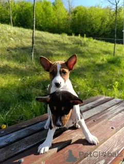 Additional photos: Basenji puppies for sale