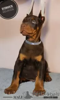 Additional photos: doberman puppies