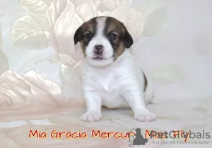 Photo №1. jack russell terrier - for sale in the city of Лесной | negotiated | Announcement № 8118