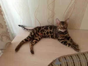 Photo №2 to announcement № 73549 for the sale of bengal cat - buy in Azerbaijan breeder