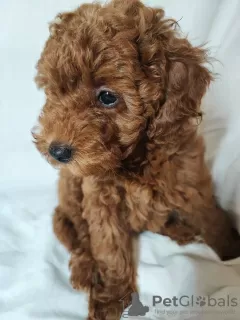 Photo №4. I will sell poodle (dwarf) in the city of Kishinev. breeder - price - 581$