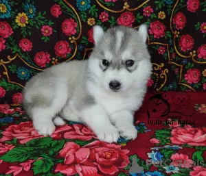 Additional photos: Siberian Husky puppies