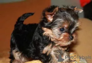 Photo №1. yorkshire terrier - for sale in the city of Kiev | 182$ | Announcement № 7907