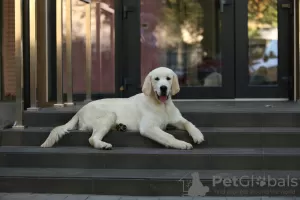 Photo №3. Golden retriever puppy. Ukraine