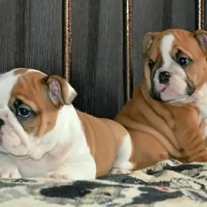 Photo №4. I will sell english bulldog in the city of Novorossiysk. private announcement - price - 779$