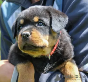 Additional photos: Rottweiler puppy - Victory Tanarotti