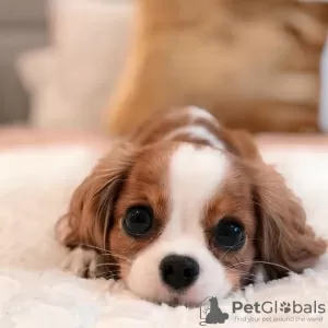 Photo №2 to announcement № 127295 for the sale of cavalier king charles spaniel - buy in United States 