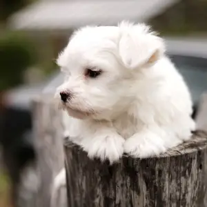 Additional photos: Maltese Puppies (Maltese)