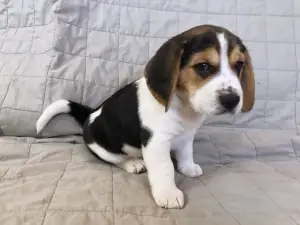 Additional photos: Beagle puppies.