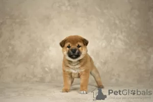 Photo №4. I will sell shiba inu in the city of Tula. from nursery - price - 781$