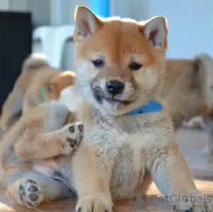 Photo №1. shiba inu - for sale in the city of Belgrade | negotiated | Announcement № 129848