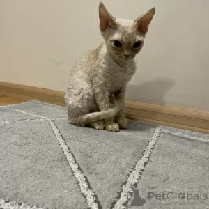 Additional photos: Devon Rex Cinnamon