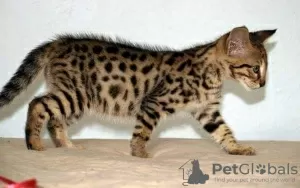 Photo №1. savannah cat - for sale in the city of Манчестер | 211$ | Announcement № 123515