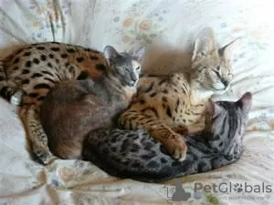 Photo №2 to announcement № 99606 for the sale of savannah cat - buy in United States private announcement, from nursery, from the shelter