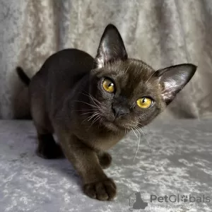 Photo №1. burmese cat - for sale in the city of Freiburg im Breisgau | negotiated | Announcement № 131006