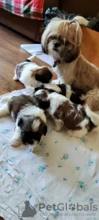 Additional photos: Sell tsutsenya Shih Tzu