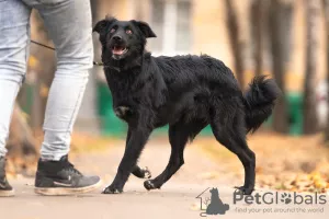 Photo №2 to announcement № 8085 for the sale of border collie - buy in Russian Federation private announcement