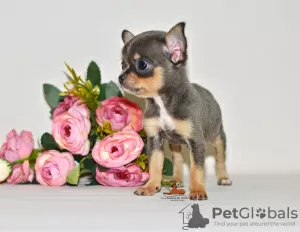 Additional photos: Real diamond. Miniature chihuahua girl.