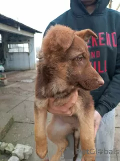 Additional photos: Brown German Shepherd puppies