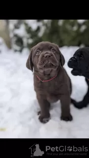 Additional photos: Elite Labrador puppies