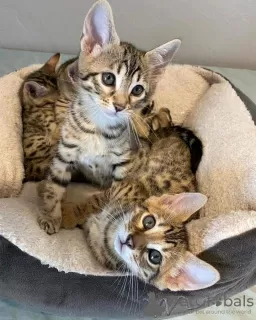 Photo №3. Cute Bengal kittens available. Malta