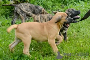 Additional photos: Dogo Canario - Presa Canario puppies