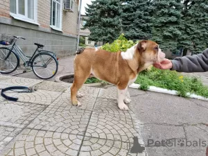 Additional photos: English bulldog